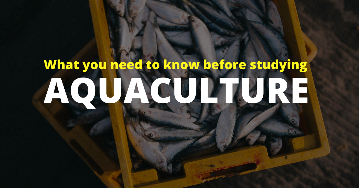 What you need to know before studying Aquaculture