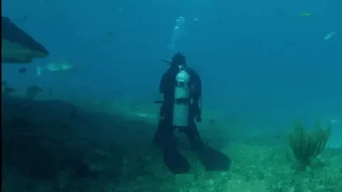 scuba shark